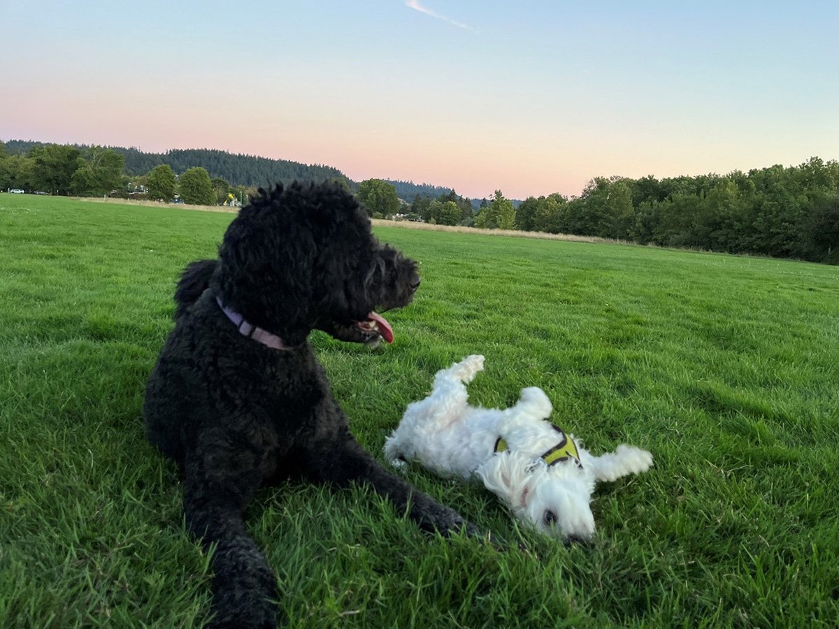two dogs outside on the grass at sunset