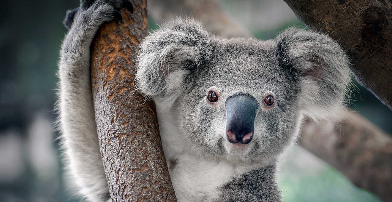 UMass Chan, University of Queensland researchers discover genomic immunity to koala retrovirus