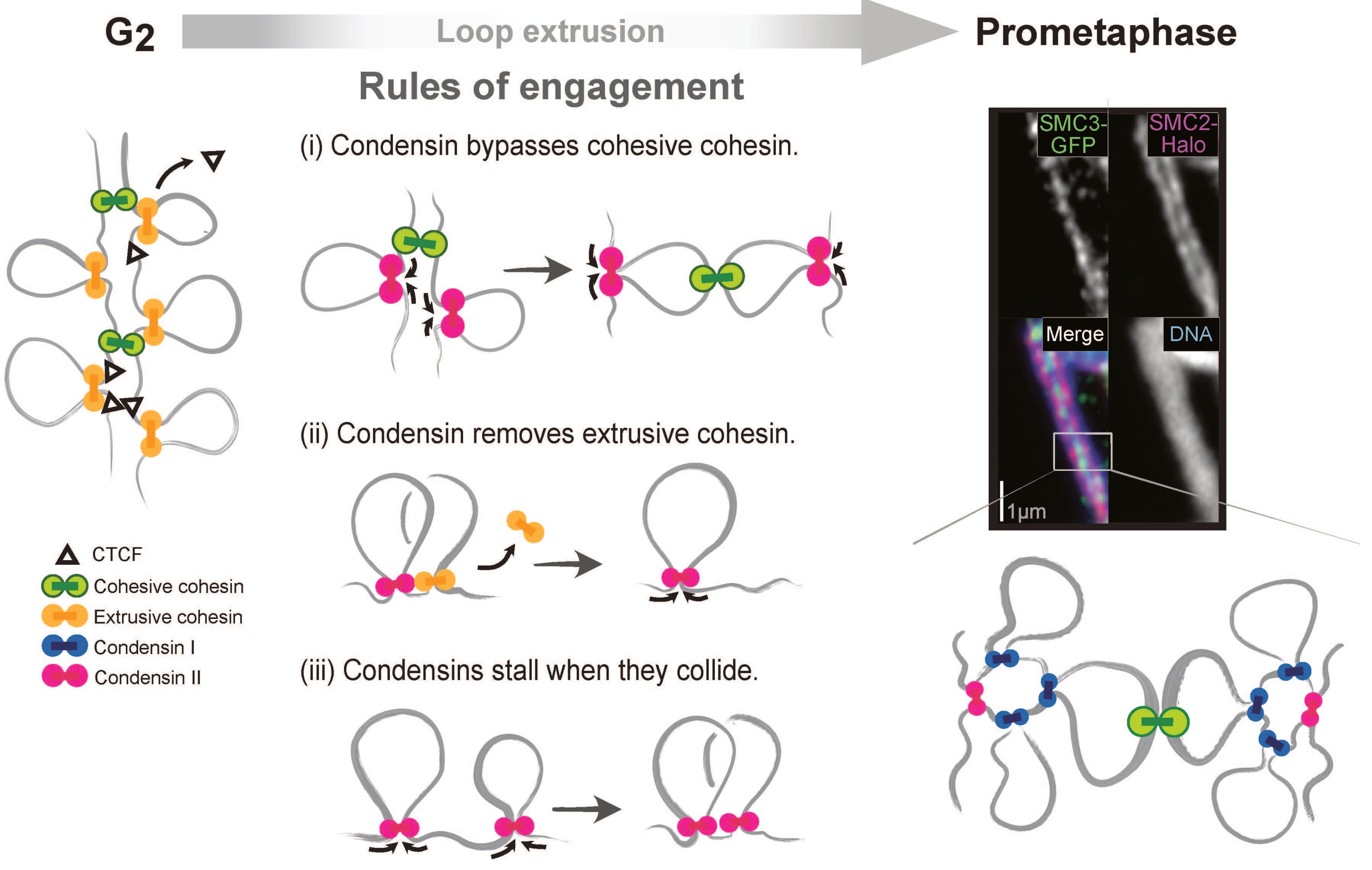 Job Dekker, PhD, and colleagues identify three rules (i, ii and iii) that govern how four molecule machines&mdash;cohesive cohensin (green circle), extrusive cohensin (yellow circle), condensin I, (blue circle) and condensin II (red circle)&mdash;respond when they run into each other on the genome during DNA folding.  Graphic: Johan Gibcus, PhD