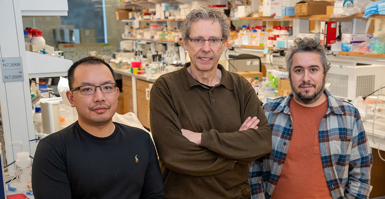 Gilles Martin identifies neurons associated with the suppression of binge drinking