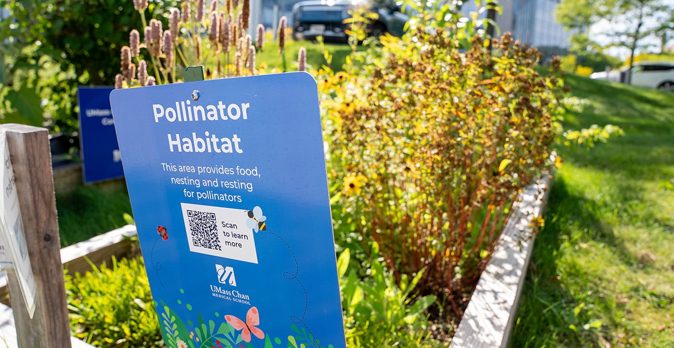 Pollinator gardens at UMass Chan promote native plant cultivation