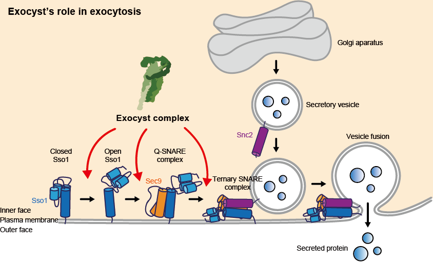 Drawing of the exocyst&rsquo;s role in exocytosis&nbsp;