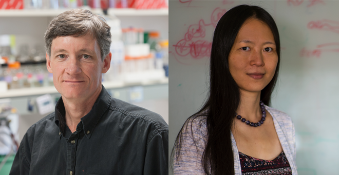 New York Times: UMMS discovery shows ‘Evolution in action’