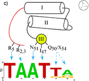Homeodomain Homeodomain